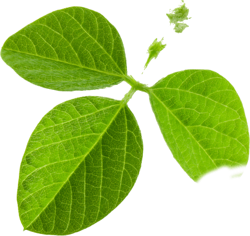 leaf
