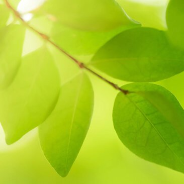 The impact of choosing plants